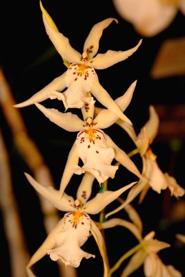 Dancing Doll Orchid