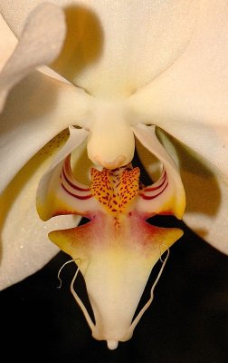 Tongue of the Moth Orchid