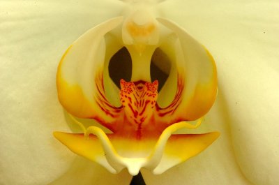 Tom's Moth Orchid