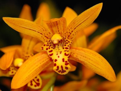 Cymbidum Orchid