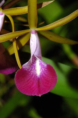  Small Orchid