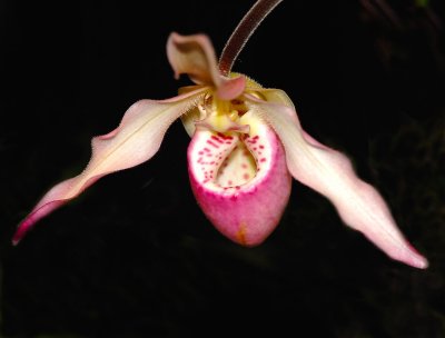 South American Slipper Orchid