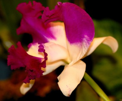 Corsage Orchid