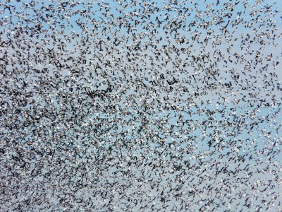 Wide Angle on Snow Geese Flock