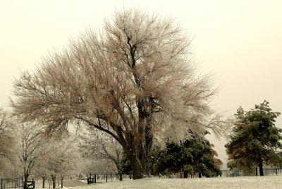 Icy Tree... Gray Day