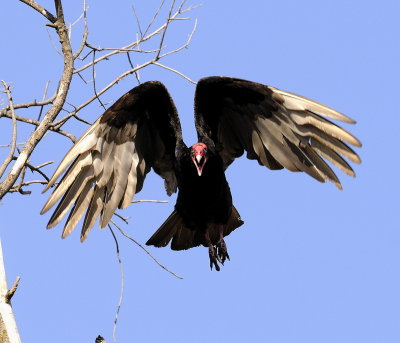 Vultures Can Be Pretty?