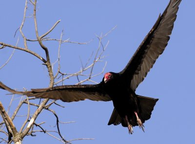 Turkey Vulture