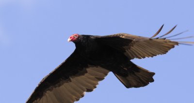 Turkey Vulture