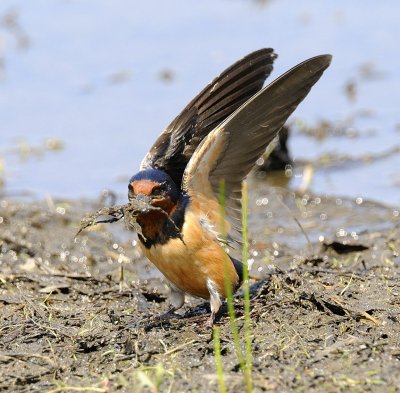Barn Swallow Gathering Mud for Nest