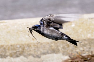 Purple Martin with Mud for Nest