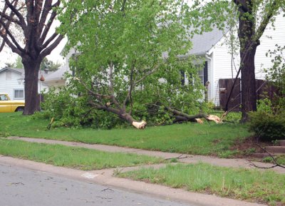 These trees had been ripped out and sent here from somewhere. They look as if they'd been put here on purpose, ever so gently.