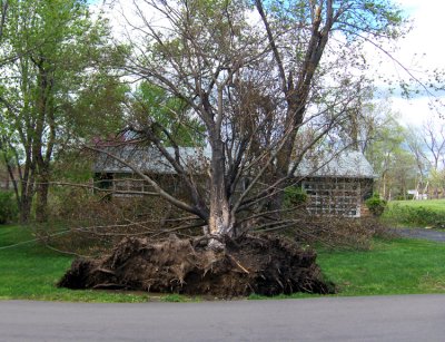 Again, this huge tree had been torn from the ground & put here ... from somewhere. It lay against this house in the front yard, but if you looked at the rest of the street, you couldn't tell from where this tree had originally come.