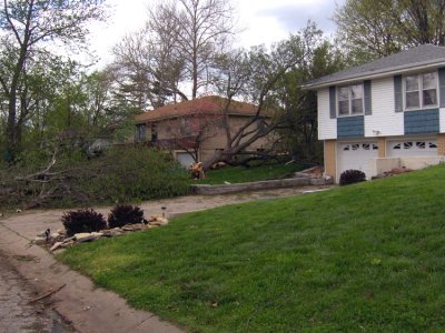 These trees were flung in this man's yard. None of them belonged there.
