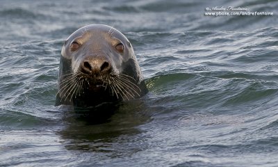 loup de mer  IMG_9744-800.jpg