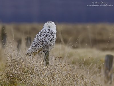   Harfang des neiges  IMG_8321-800.jpg