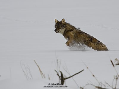 Coyote IMG_9415-800.jpg