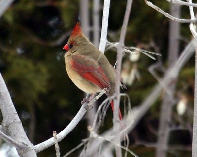 cardinal rouge ( f )