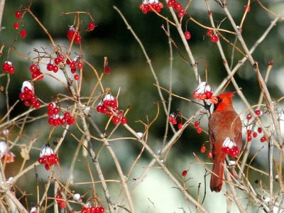 cardinal rouge