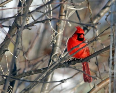 cardinal rouge