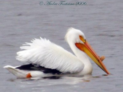 pelican d amerique
