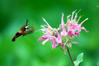sphinx colibri 146_4652-ok_.jpg