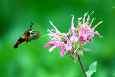 sphinx colibri  146_4652-ok_.jpg