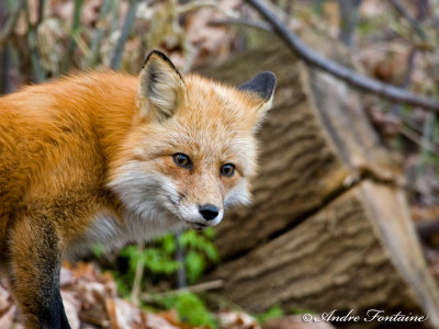 renard roux img_6117