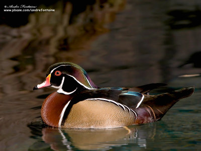 canard branchu IMG_0453-800.jpg