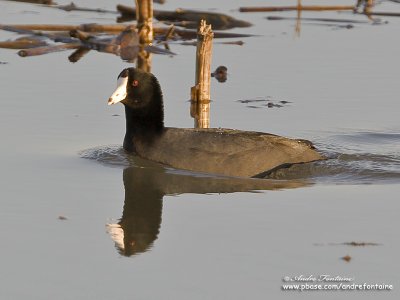 foulque d amerique IMG_2610-800.jpg