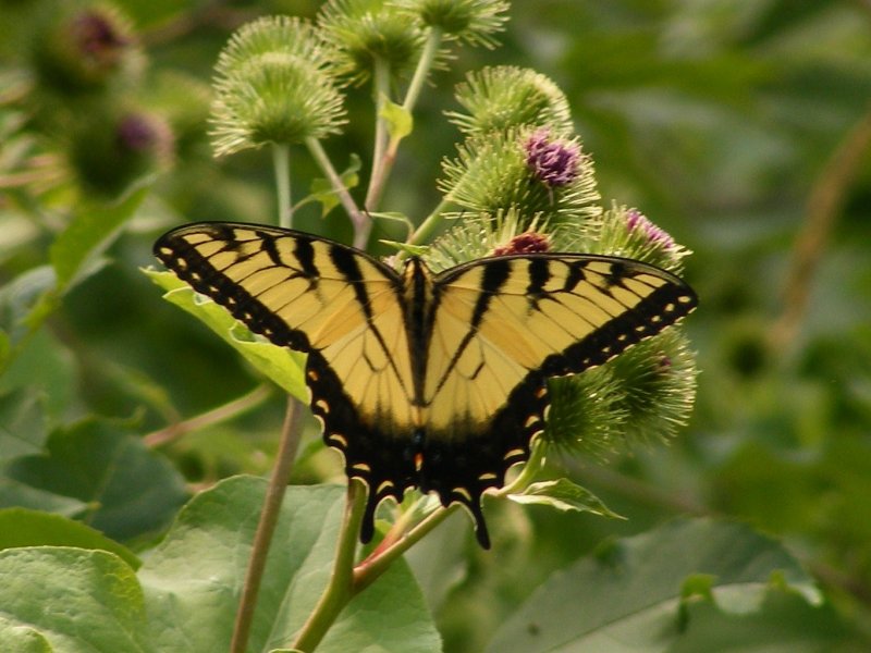 2008_0726summer0073.JPG