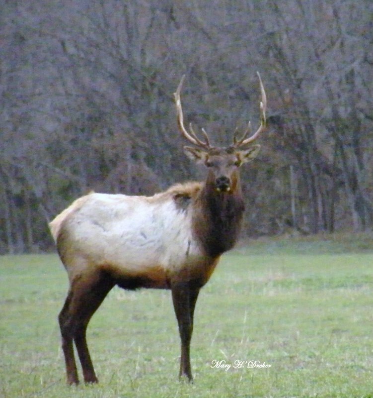 Handsome bull elk