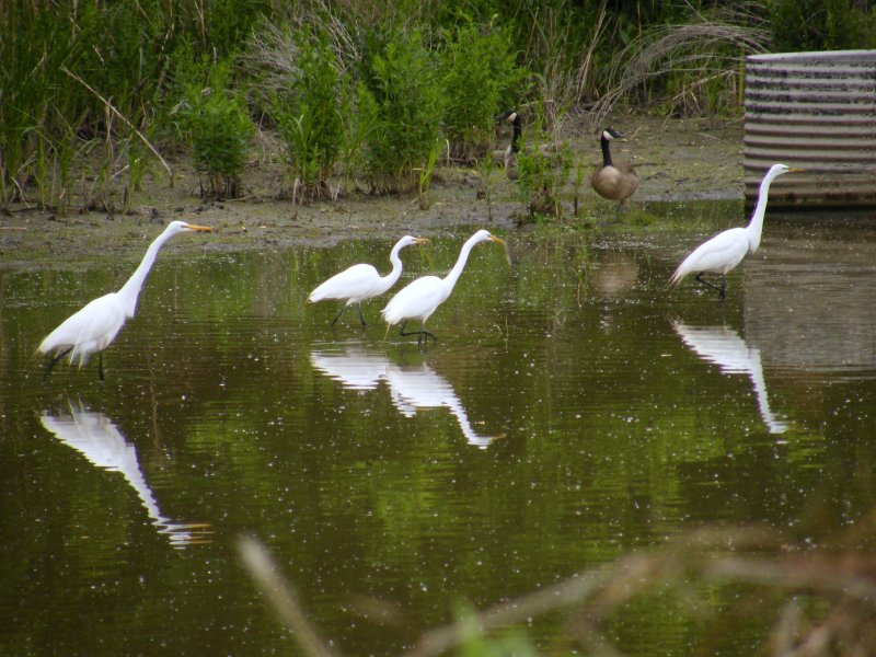 March of the Egrets