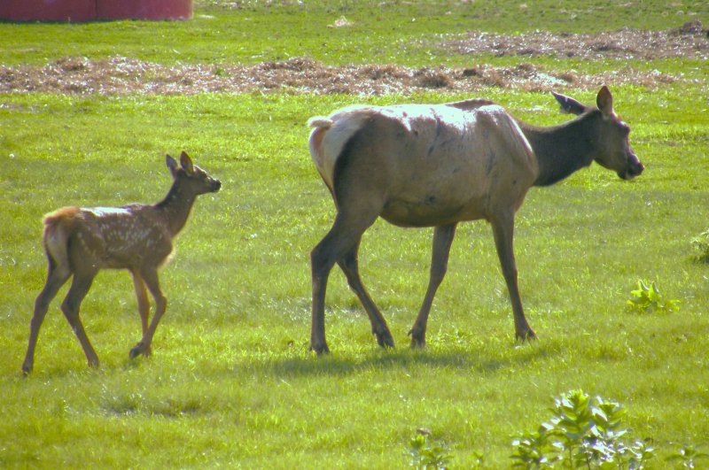 Cow elk with her calf