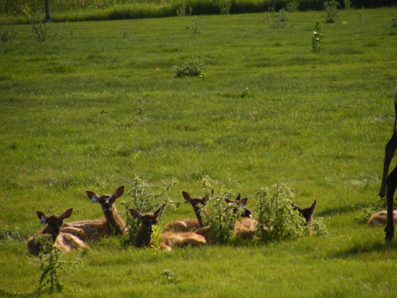 A group of calves resting together.