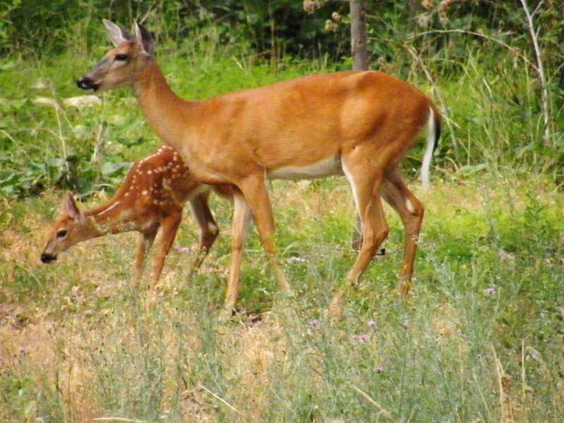 Whitetail Doe with fawn
