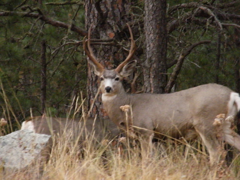 2009_1019Fall0062.JPG