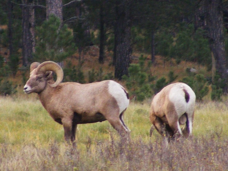 2007_1021custer10267.JPG