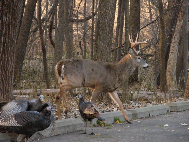He might be bigger -- turkeys chased him off