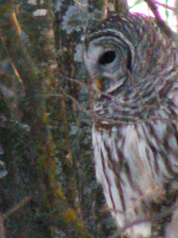 Barred Owl