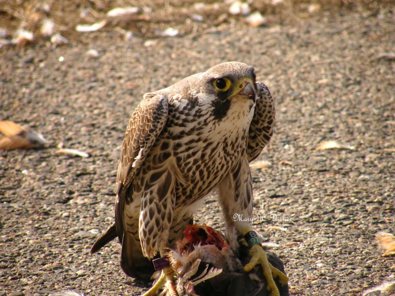 Falcon on his kill