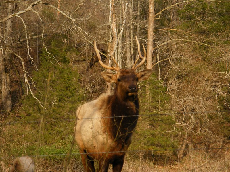 Arkansas Elk