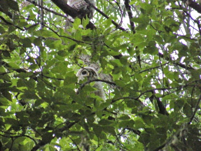 Barred Owl Branchers