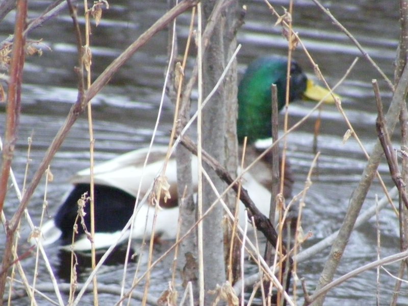 Mallard Drake