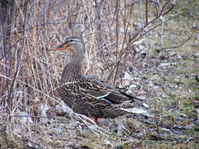 Mallard Hen