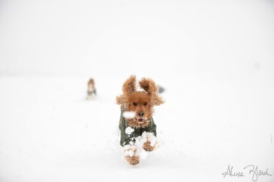 Byron Leading Through the Snowstorm