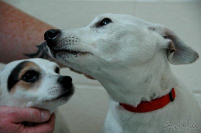 A Jack Russell Couple