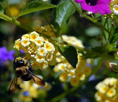 A bumble bee at work