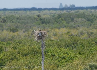 Osprey nest.jpg