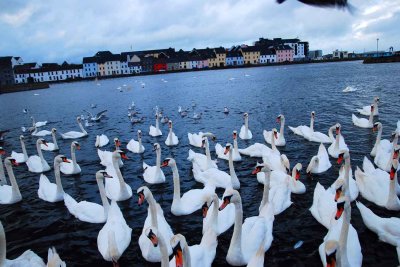 Swans in Galway City