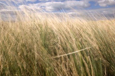 Connemara grass